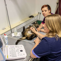 Ultraschalluntersuchung einer Katze