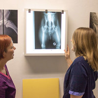Röntgenuntersuchung in der Tierarztpraxis Julia Rottler
