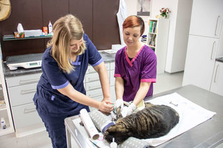 Tierärztin Julia Rottler kümmert sich um eine Katze